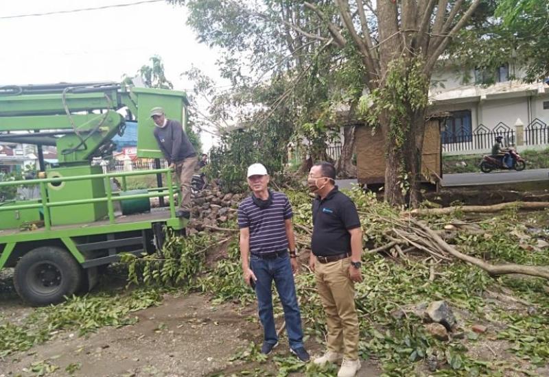 Takut Tumbang, DLH Tebas Pohon di Depan Kominfosan 