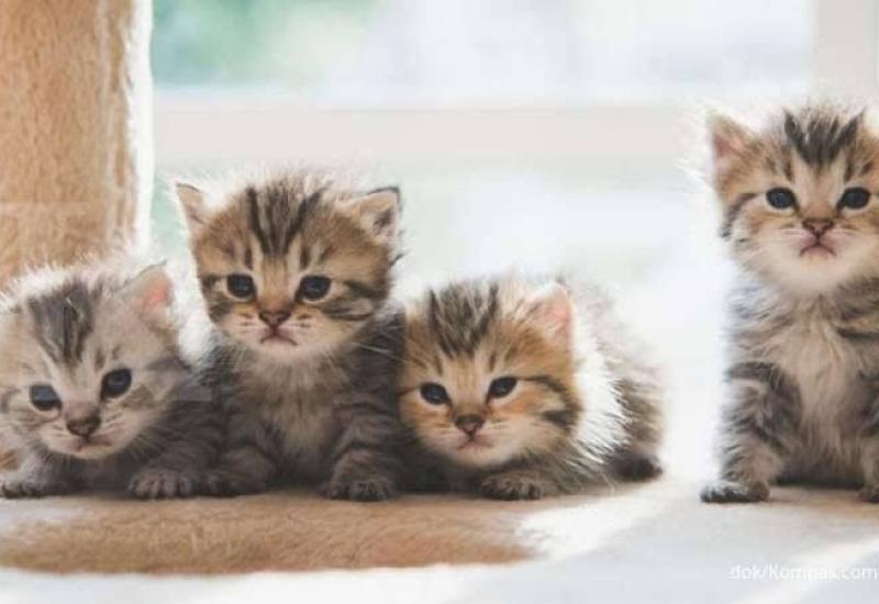 Beli Kucing, Warga Karang Anyar Dibui