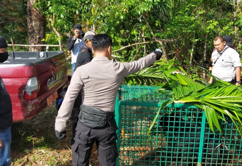 Masuk Perangkap Kerangkeng, Seekor Beruang Madu Dievakuasi