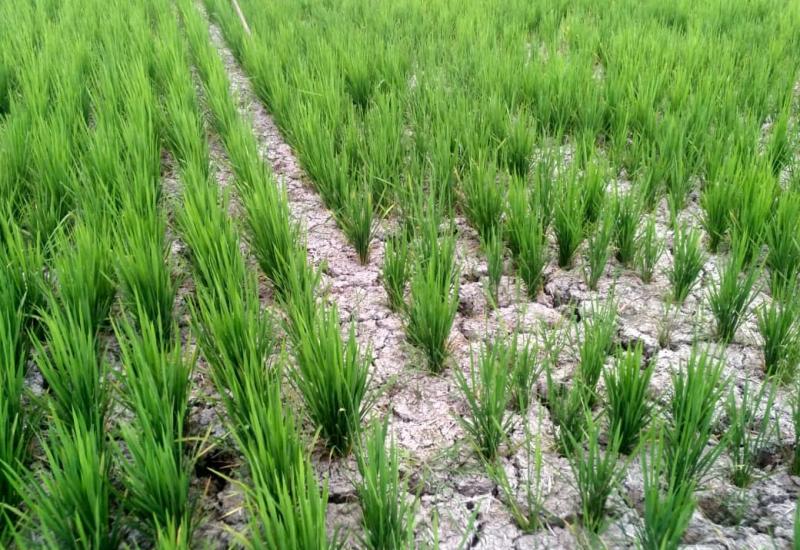 Puluhan hektare hamparan padi milik petani warga Desa SP 7 Mukomuko kekeringan dan terancam gagal panen