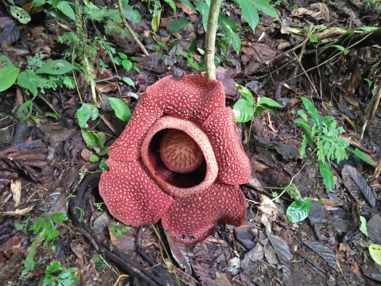 Bunga Rafflesia yang mekar di Seluma.