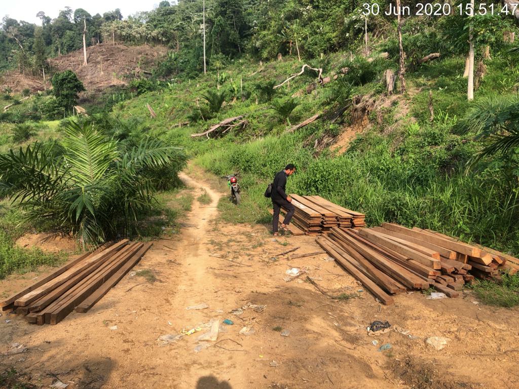 2 Pelaku Penebangan Pohon Ilegal di Mukomuko Ditangkap