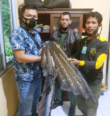 Takut Terjerat Hukum, Warga Kaur Serahkan Burung Kuau Raja ke Polsek