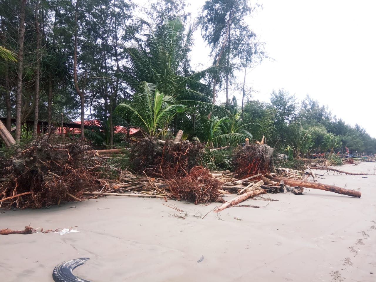 "Ombak Geloro" Tumbangkan Pepohonan Pantai Pasar Bengkulu