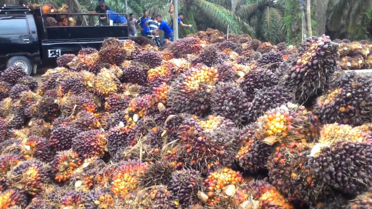 Sawit
