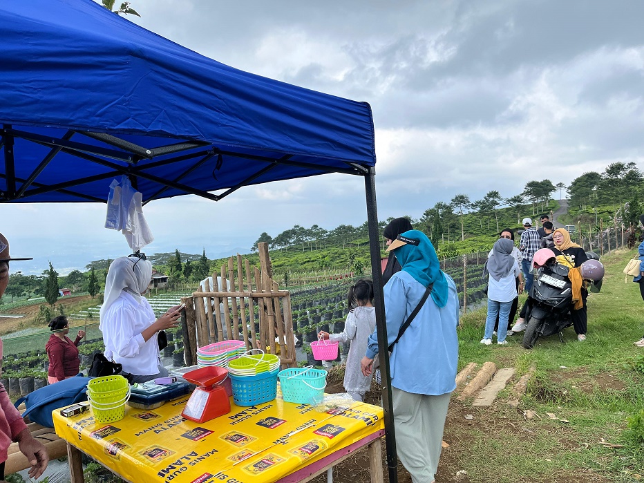 Perkebunan stroberi di Pagar Alam semakin ramai dikunjungi wisatawan, khususnya dari Bengkulu. 