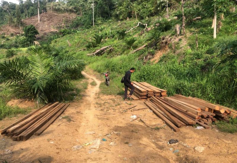 2 Pelaku Penebangan Pohon Ilegal di Mukomuko Ditangkap