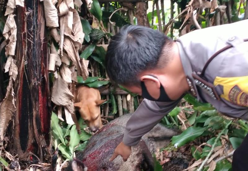 Ngamuk, Seekor Babi Hutan Ditembak Mati