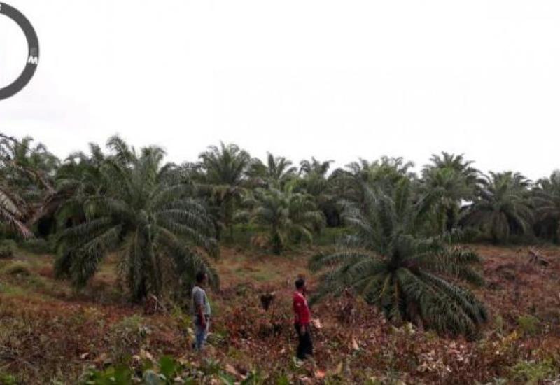 Lahan Ditebas Tanpa Izin Hingga 2 Hektar, Manager PT Agro Muko BTE Lapor Polisi