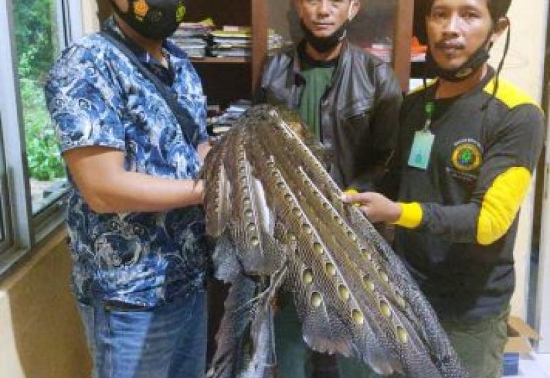 Takut Terjerat Hukum, Warga Kaur Serahkan Burung Kuau Raja ke Polsek