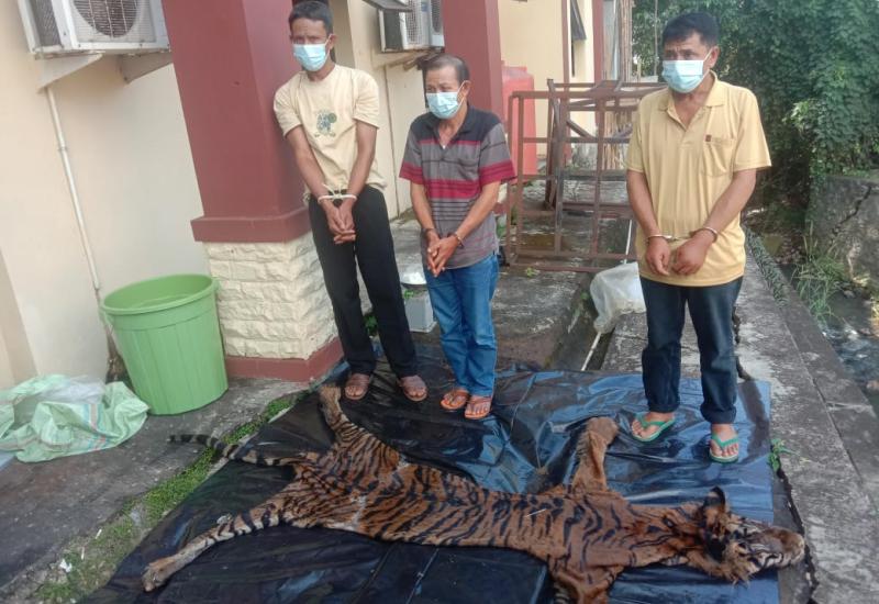 3 Pelaku Bisnis Organ dan Kulit Harimau Sumatera Diborgol