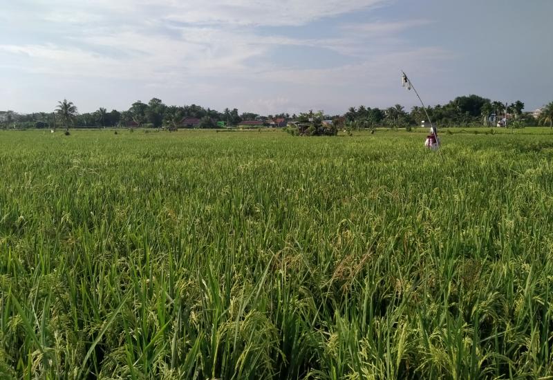 Patah Leher, Puluhan Hektare Padi di Seluma Terancam Gagal Panen