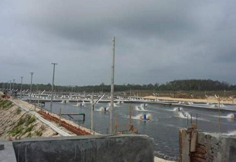 Tambak Udang milik PT. DPPP/berandang.com