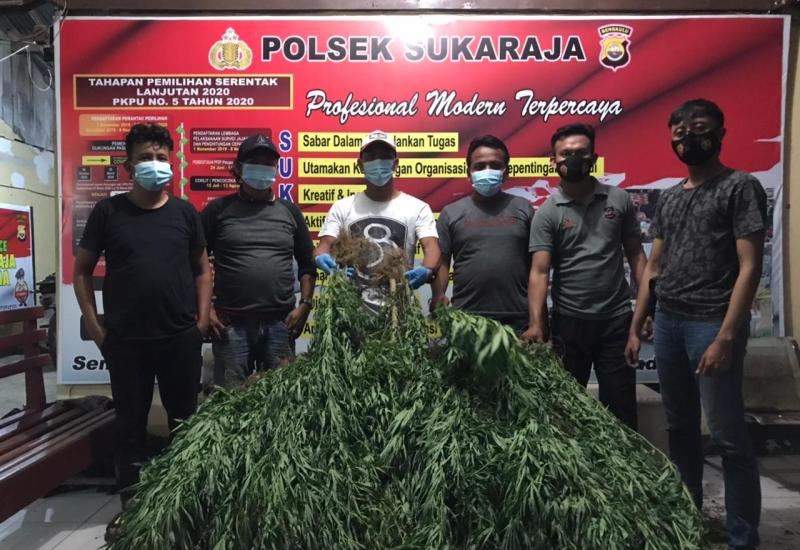 Penemuan tanaman ganja di ladang kopi